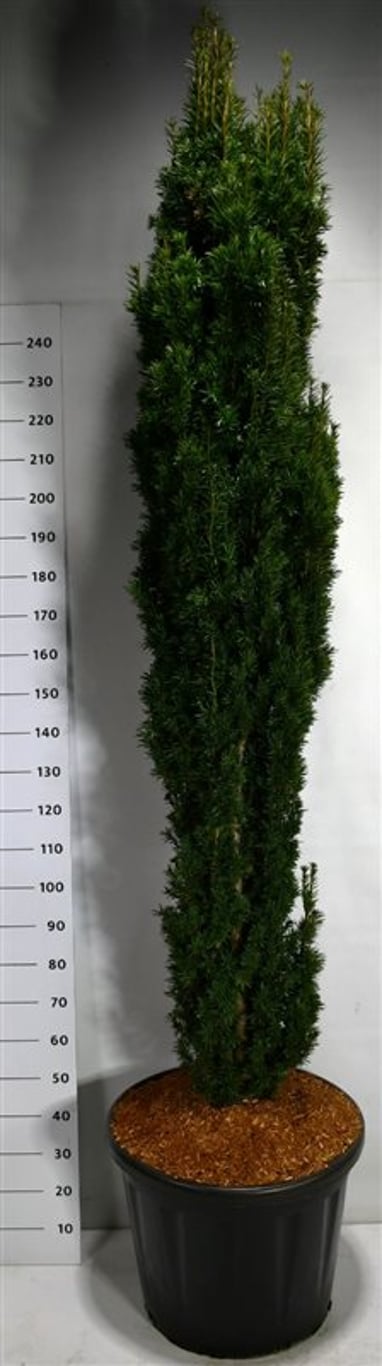 Idegran – Taxus baccata 'Fastigiata Robusta' - C110 180-200 cm.